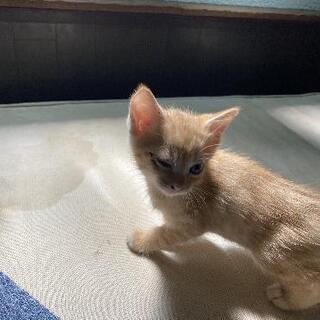 生後1ヶ月半子猫3匹