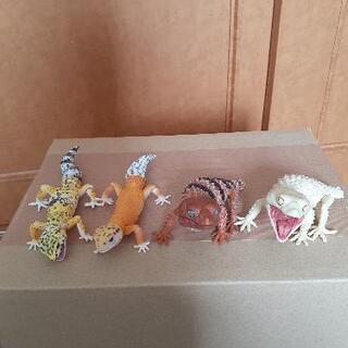 ヒョウモントカゲモドキと1/1オニタマオヤモリ