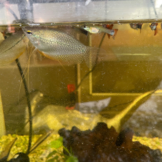 無料　熱帯魚　パールグラミー、グッピー、サイアミーズなど