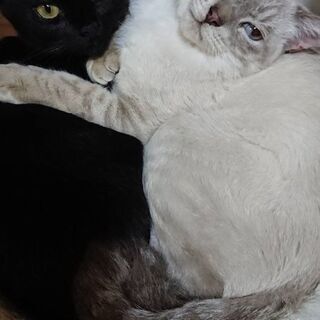 １１月中旬まで！凛々しいお顔とおまぬけ顔のかわいいにゃんこ２匹♂♀同時に育てて頂ける方 − 埼玉県