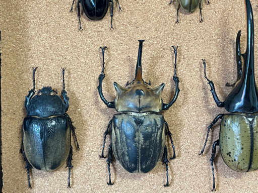 ⑥【3匹で5000円！】エレファスゾウカブトムシ ♂♀♀爆産トリオ 今季最終！早い者勝ち