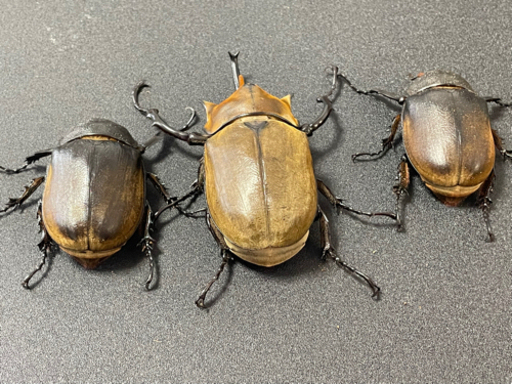 ⑥【3匹で5000円！】エレファスゾウカブトムシ ♂♀♀爆産トリオ 今季最終！早い者勝ち