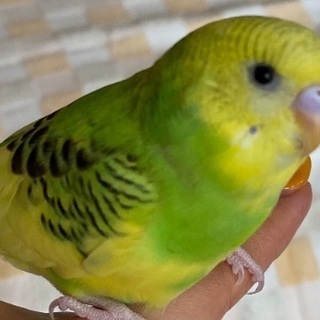 久喜市六万部セキセイインコ迷子
