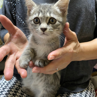 サバトラ子猫　1ヶ月半　メス