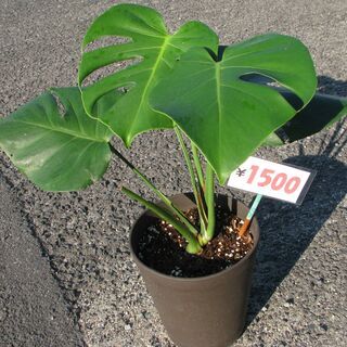 ★モンステラ：４鉢：上段１０００円：下段１５００円：放出！