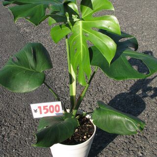 ★モンステラ：４鉢：上段１０００円：下段１５００円：放出！の画像