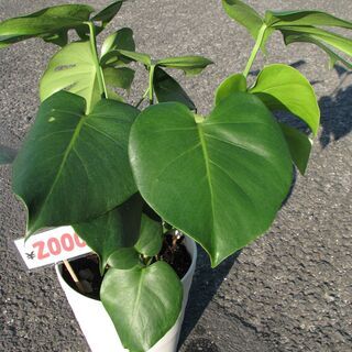 ★モンステラ：４鉢：上段１０００円：下段１５００円：放出！の画像