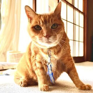 オス猫　里親募集しております