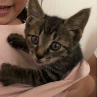 １ヶ月くらいの仔猫 メス