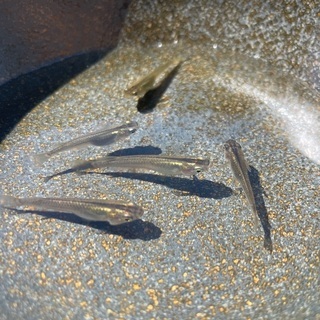琉球メダカ 中頭C系 若魚 10匹 (リュウキュウメダカ・ウタキメダカ)の画像