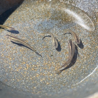 琉球メダカ 若魚 10匹 (リュウキュウメダカ)の画像