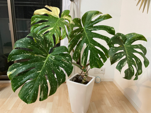 モンステラ デリシオーサ　斑入り