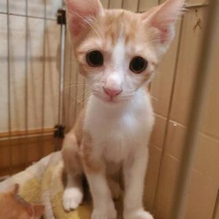 生後3ヶ月 🐈仔猫(男の子3匹女の子2匹)の里親募集🐈