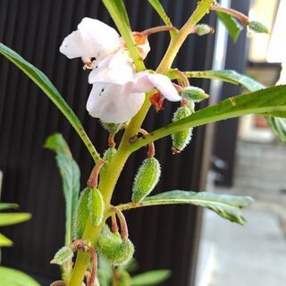 ホウセンカの種、いりませんか？