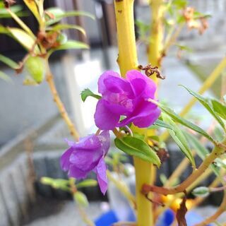 ホウセンカの種、いりませんか？の画像