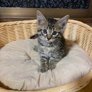 里親様募集！生後1ヶ月の子猫4匹
