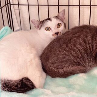 ドキドキ、ちょっとはにかみ、しろちゃん