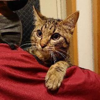 キレイな 雄ネコ6ヶ月