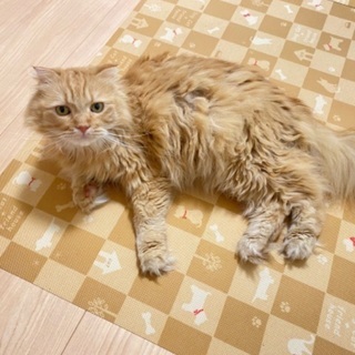 人懐っこい猫ちゃんがお好きな方へ