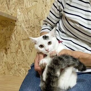 白キジ　約５カ月　女の子　里親決まりました - 猫