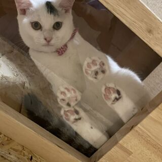 白キジ　約５カ月　女の子　里親決まりました − 滋賀県