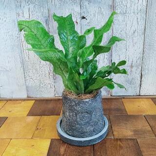 【観葉植物】クロコダイルファーン受皿付