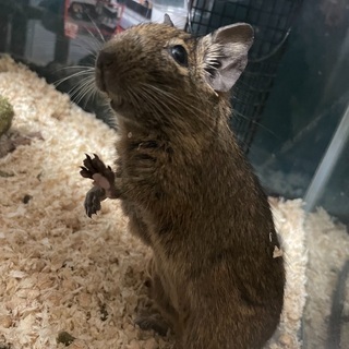デグーマウスの里親募集