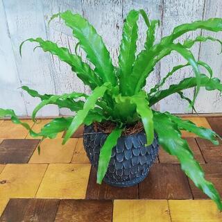 【観葉植物】アスプレニウム　ビクトリア受皿付