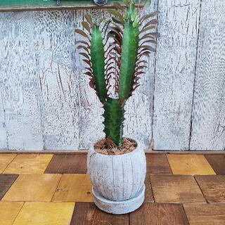 【観葉植物】 トリゴナ　受皿付