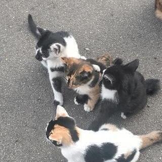 里親さん募集中