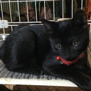 【トライアル中】保護猫ハナちゃんが出産しました②