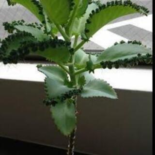 ①子宝草🌱の画像