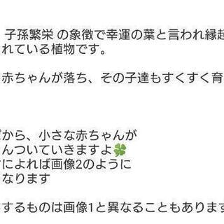 ①子宝草🌱の画像