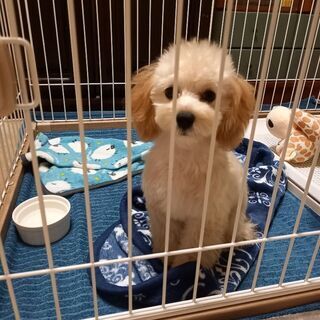 ４ヶ月のマルプー　一旦受付停止します