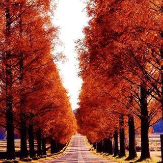 🌲豊かな自然🌲の中で暮らしながら、デザインの仕事をしませんか。週休3日。寮完備。webデザイナー、グラフィックデザイナー募集。の画像