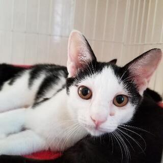 猫の砂など😺