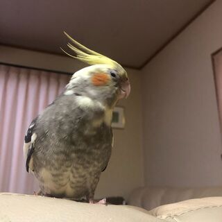 オカメインコ探してます