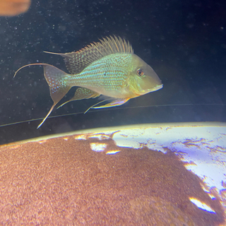 ゲオ　特大