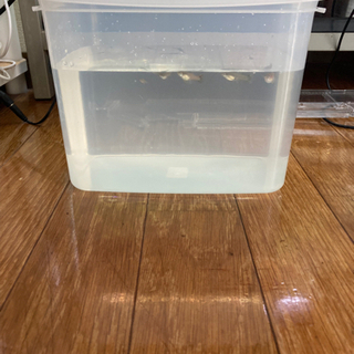 グッピー②の画像