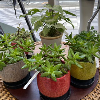観葉植物　9点