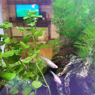 ラメメダカちゃん　5匹の画像