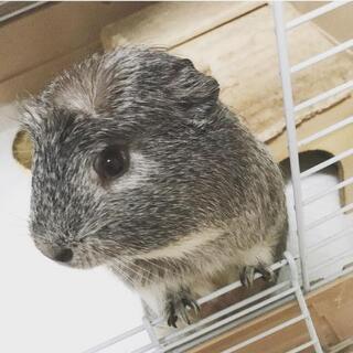 モルモット　オス　
