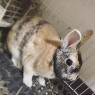 うさぎ　オス　3歳