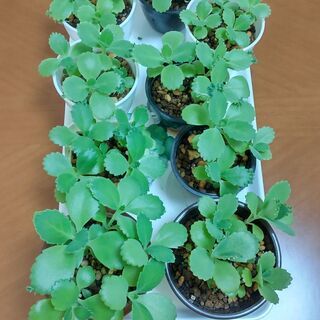マザーリーフ（多肉植物）