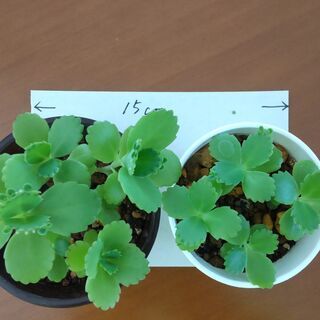 マザーリーフ（多肉植物）の画像