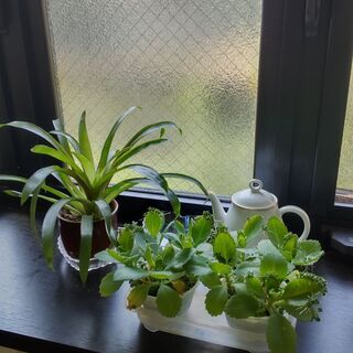 マザーリーフ（多肉植物）の画像