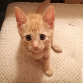 麦ちゃん(♀) とママを一緒に家族にして下さい！