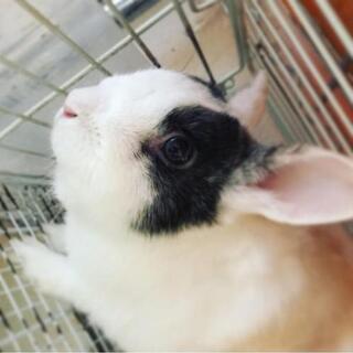 うさぎ　オス　3歳半