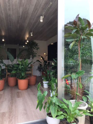 観葉植物 500円〜5000円 10/10(日)10:00〜17:00朝霞市 取りに来て頂ける方