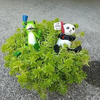 ●1ポット100円 セダム (マンネングサ)  